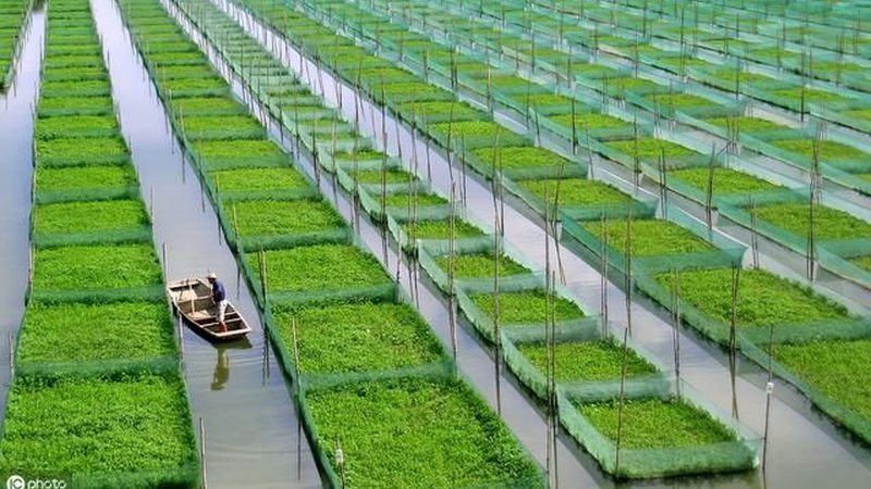 休闲农场开发：流程解析与成本考量