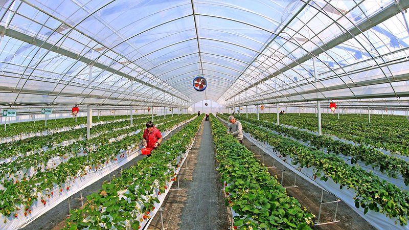 北方露天水果种植：如何选择高收益品种
