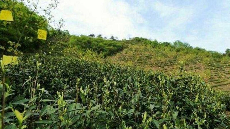 四川农技推广站收费标准解析：了解收费标准背后的考量因素