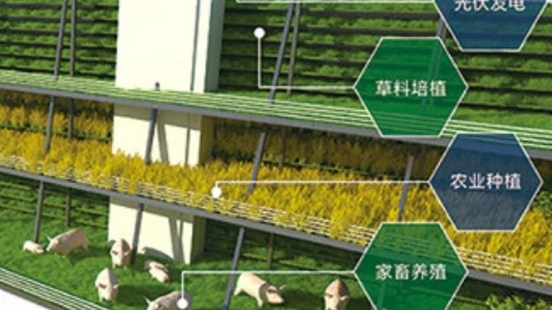 合作社新篇章：农民专业合作社运营模式探析**