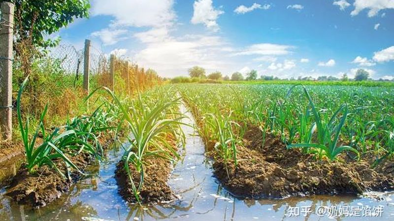 成都绿色食品生产：探寻品质与安全的守护者
